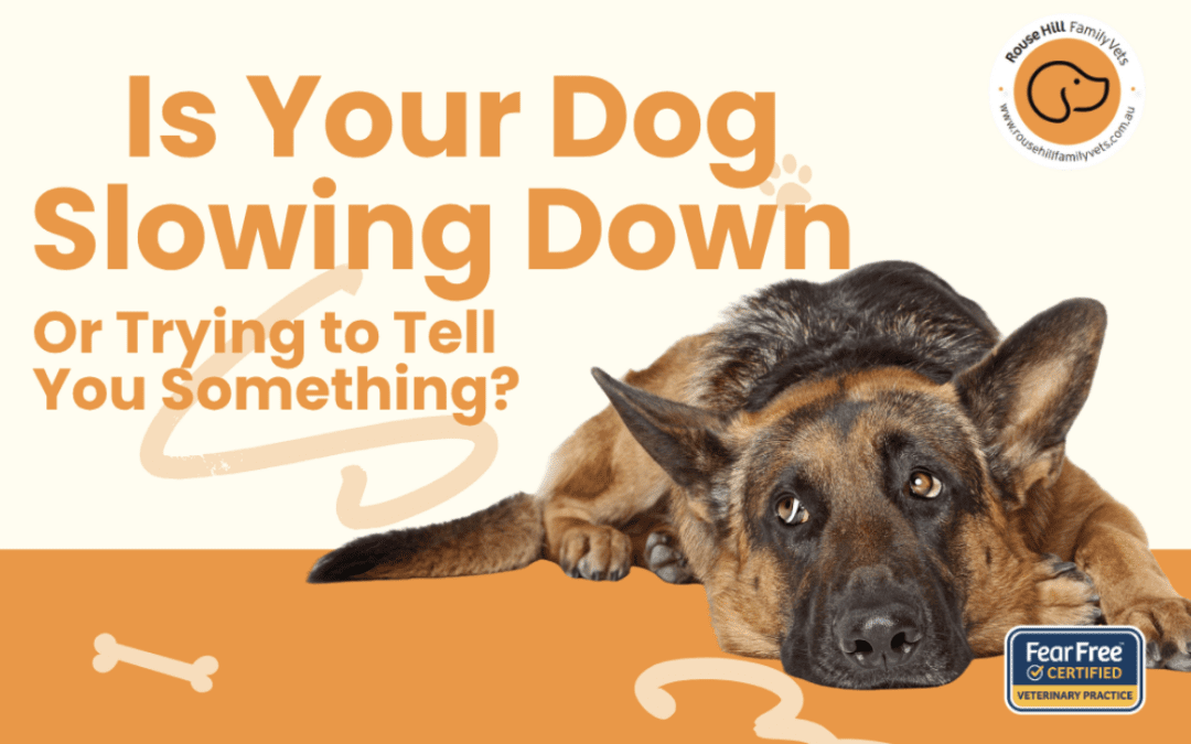 Is Your Dog Slowing Down — Or Trying to Tell You Something?